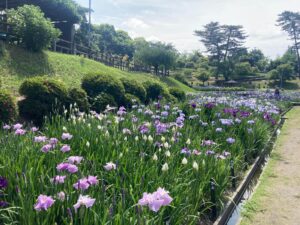 岡崎市　岡崎　花菖蒲まつり　東公園　御膳　和食　日本料理　天ぷら　刺身　釜飯　豆腐　揚げ出し豆腐　4代目原田豆腐　ランチ　定食　魚料理