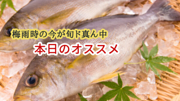 梅雨時に最高に旨い魚が本日のおすすめ🐟