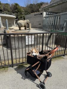 岡崎　岡崎市　東公園　像のふじ子　お疲れ様　ありがとう　魚信　おから