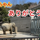 東公園のふじ子へ🐘魚信からのありがとう😊