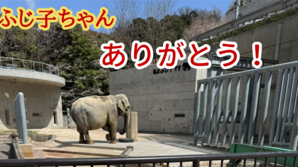 東公園のふじ子へ🐘魚信からのありがとう😊