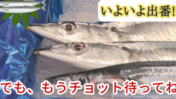 秋刀魚棒受け網漁解禁！でも庶民価格になるのはもう少し待ってね🎣