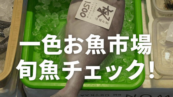 一色のお魚市場に行ってきました｜冬の旬魚チェック！