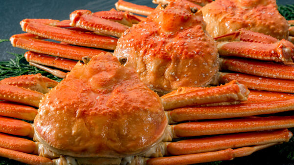 【岡崎市の和食】かに好きの、かに好きによる、かに好きのための《かにコース》