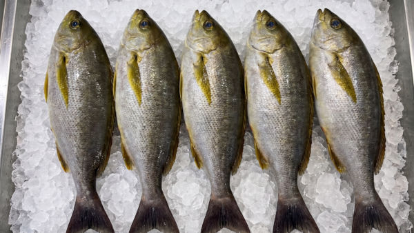 今日は、緊急入荷の激推しお魚情報をお届けします🔥