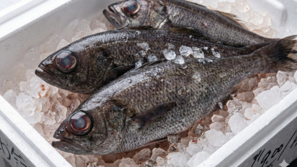 本日くろむつ入荷しました！🐟絶品です！